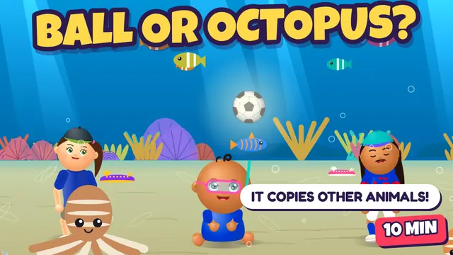 The Copycat Octopus – Anilao, Philippines